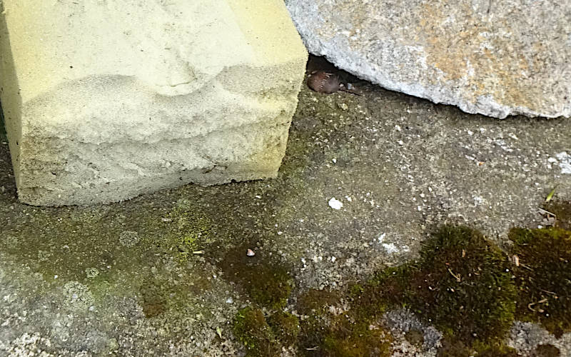 growing foam torn piece of foam outside on the street next to growing moss.