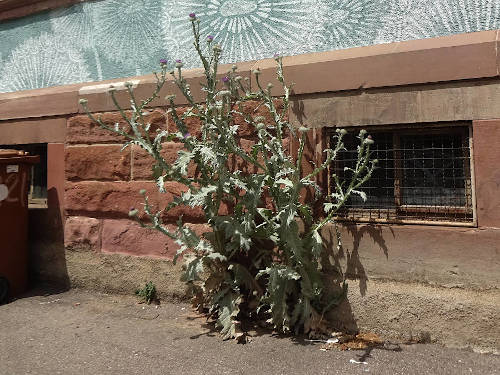a large thistle plant grows between the asphalt and the wall of the house. White dandelions are painted on the light blue house wall.