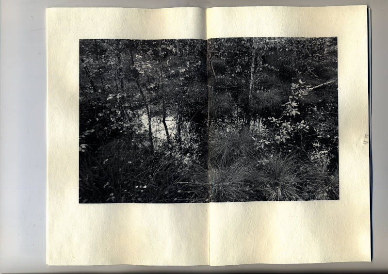 picture of dark swampy pond with birch trees