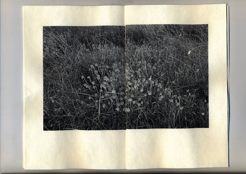 bog flower plants