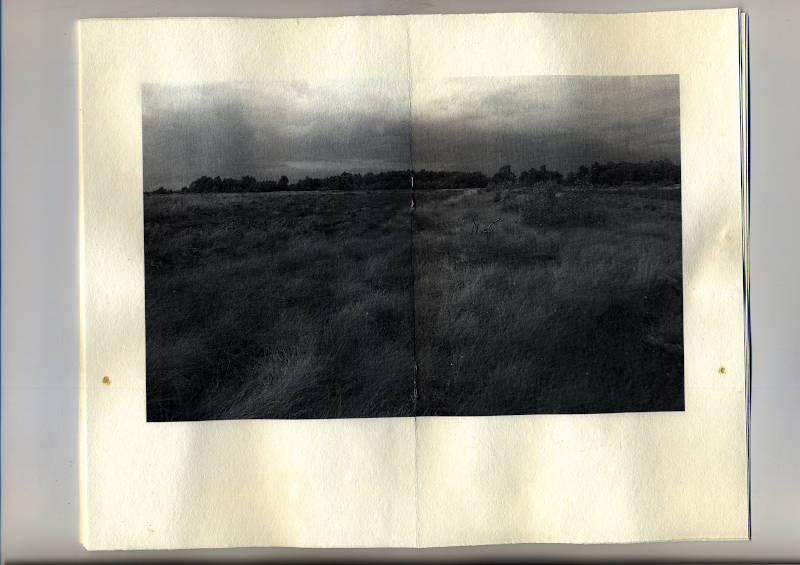 bog landscape with windy long grass