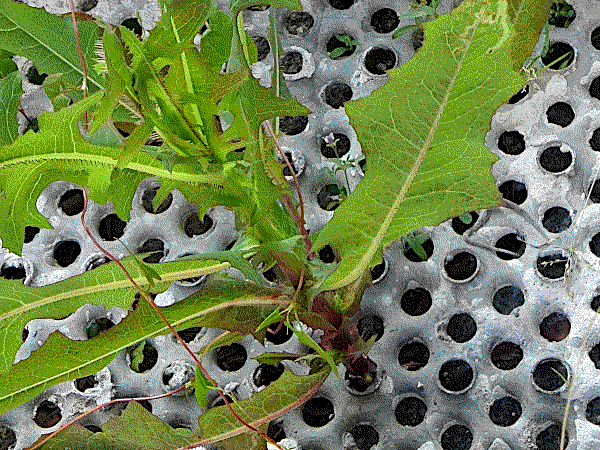 this thistle has grown large, it’s not a thistle probably