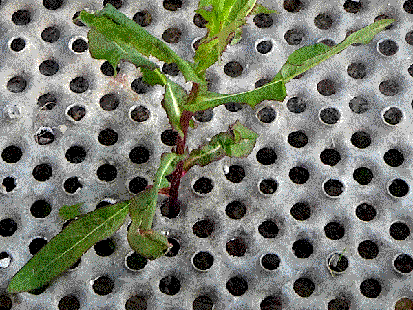 the metal plank protects and gives support during growing