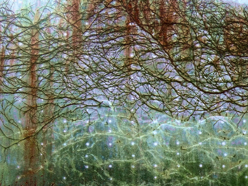 A cut back climbing plant on a house wall. In the lower area it was removed, but light areas still show the imprint of the plant structure. Photography