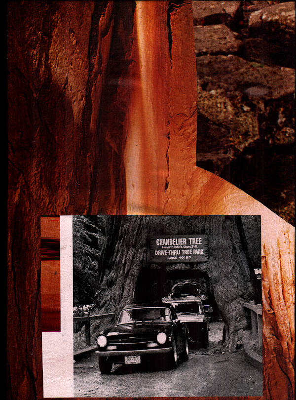 Cars drive through the trunk of a very large chandelier tree. Front side of the collage.